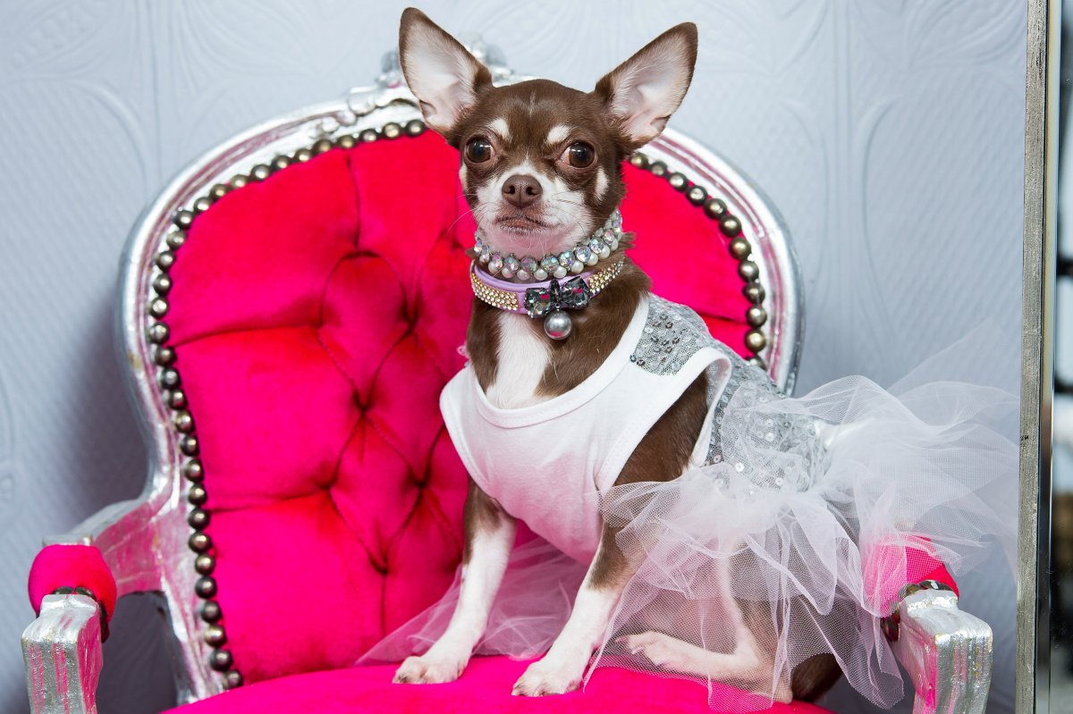 Померанский шпиц Джифф