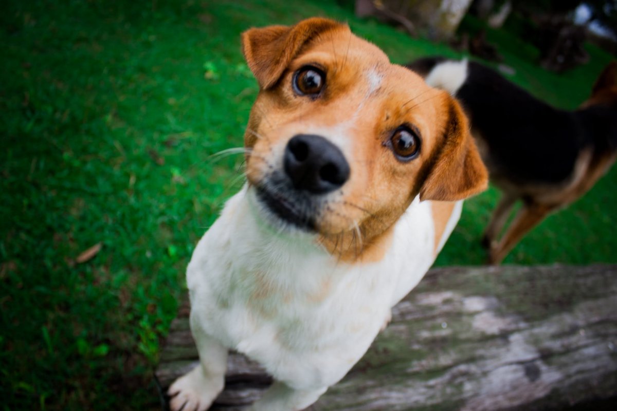 Померанский шпиц Boo