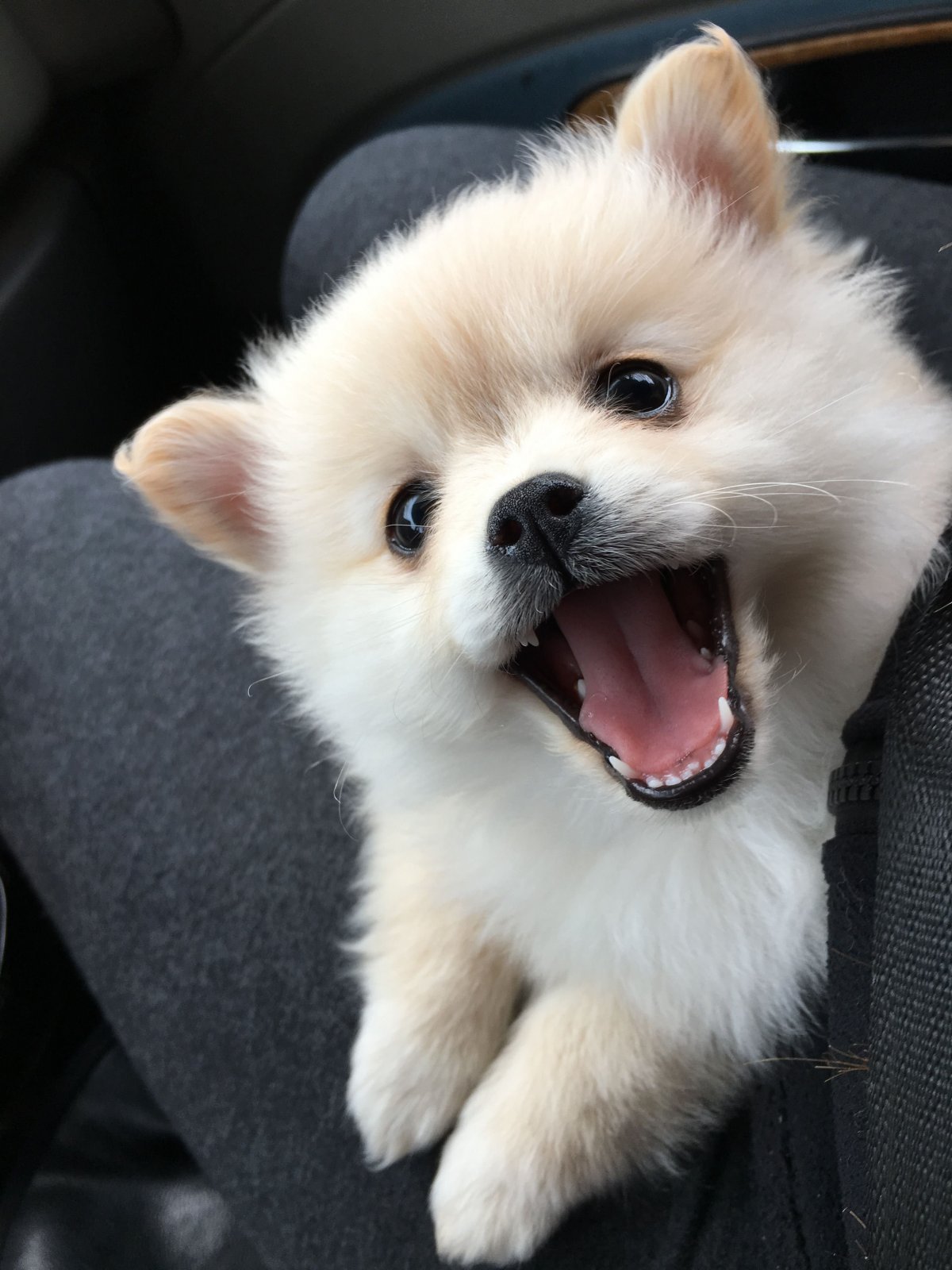 Померанский шпиц корейский