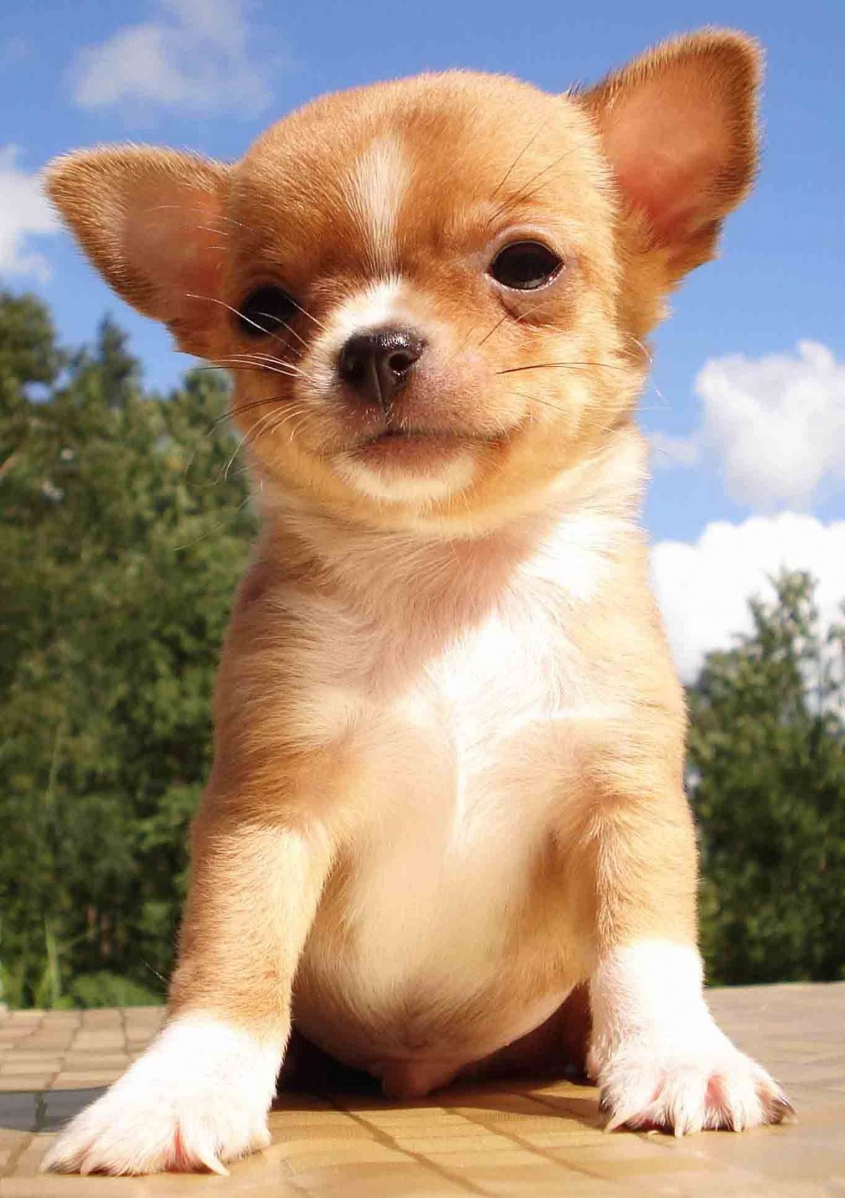 Ханса померанский шпиц