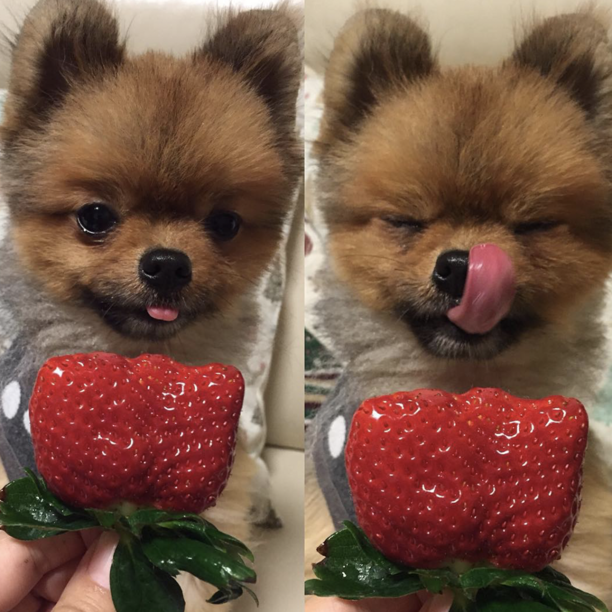 Померанский шпиц корейский