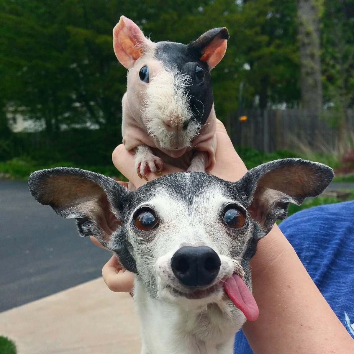 Красивые зубы животных