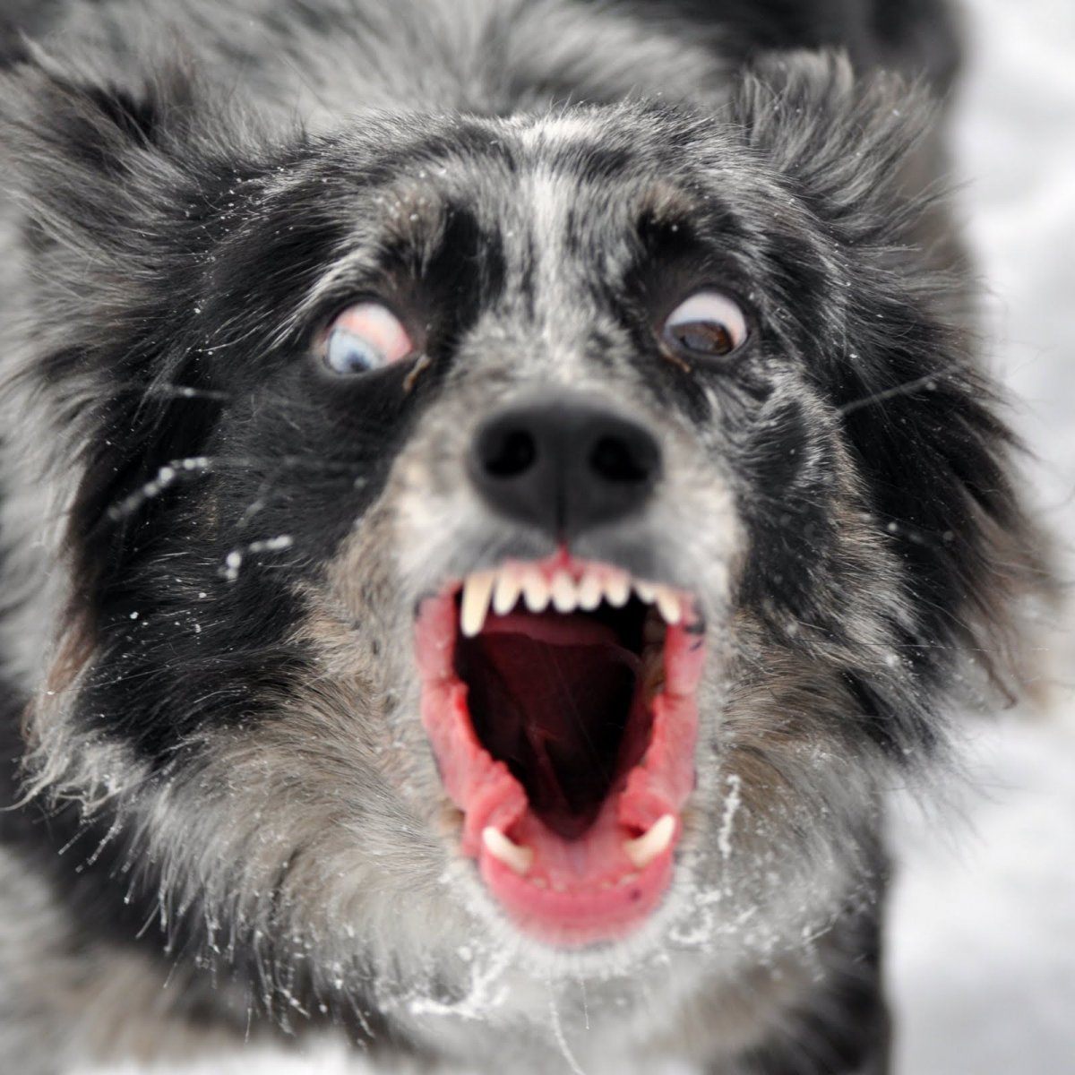 Бордер колли злой