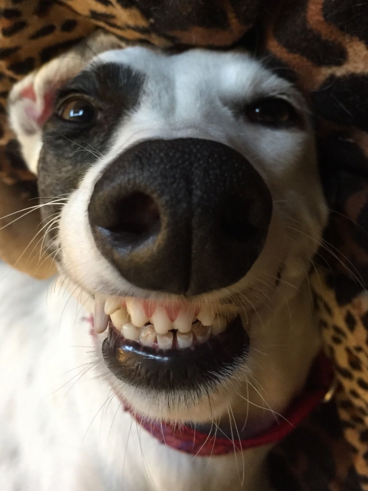 Собака улыбака