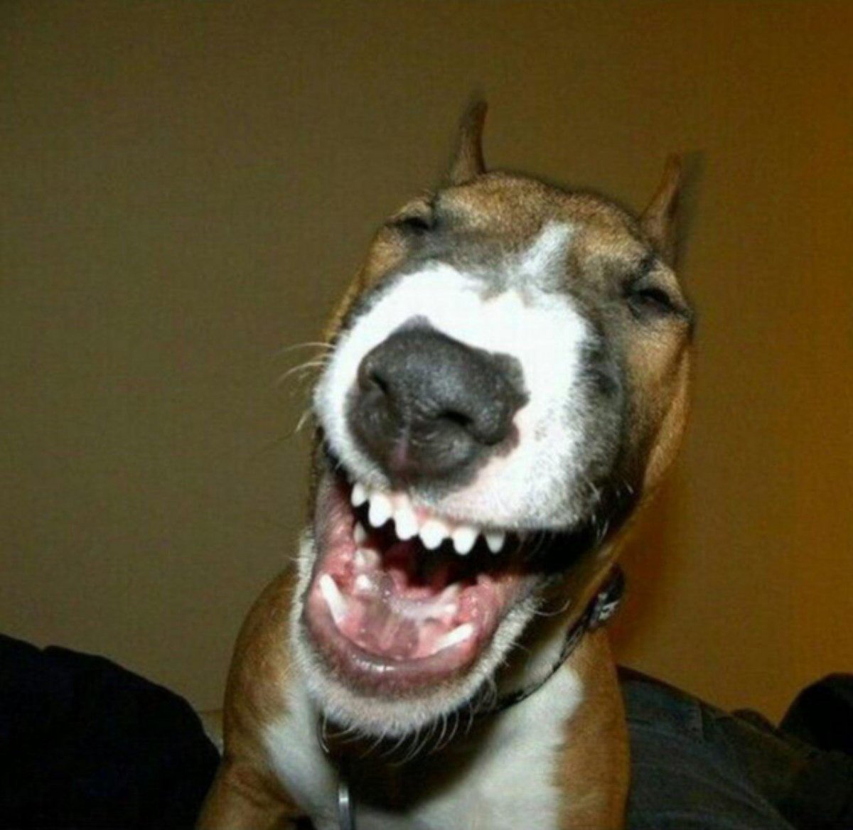 Two Dogs one Barking