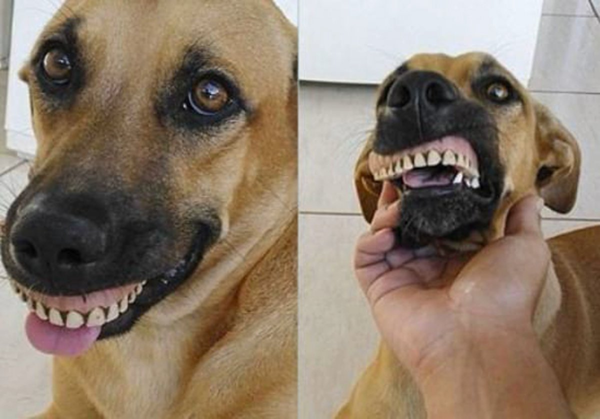 Смешные песики