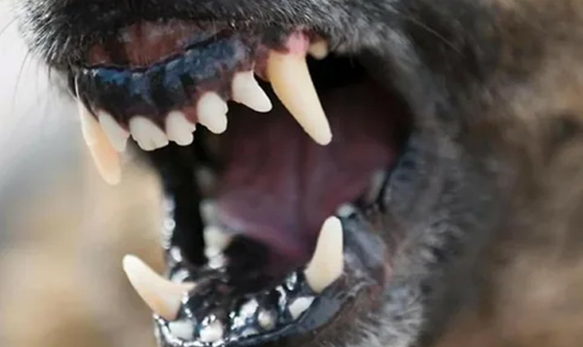 Собака улыбается с зубами
