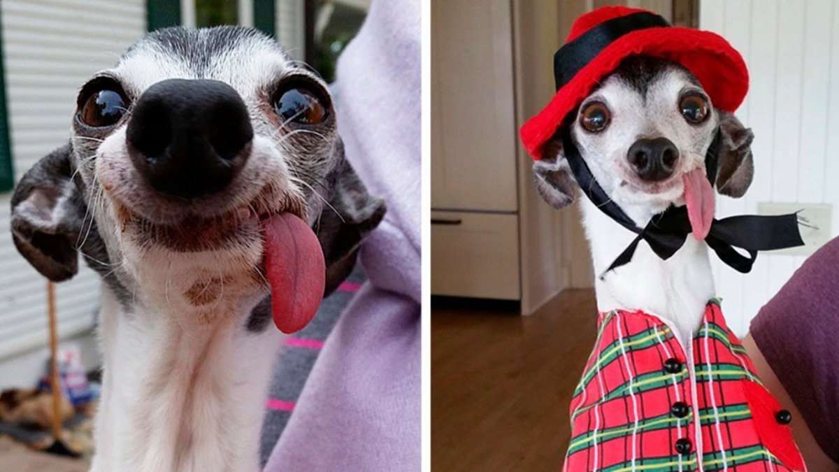 Лабрадор зевает