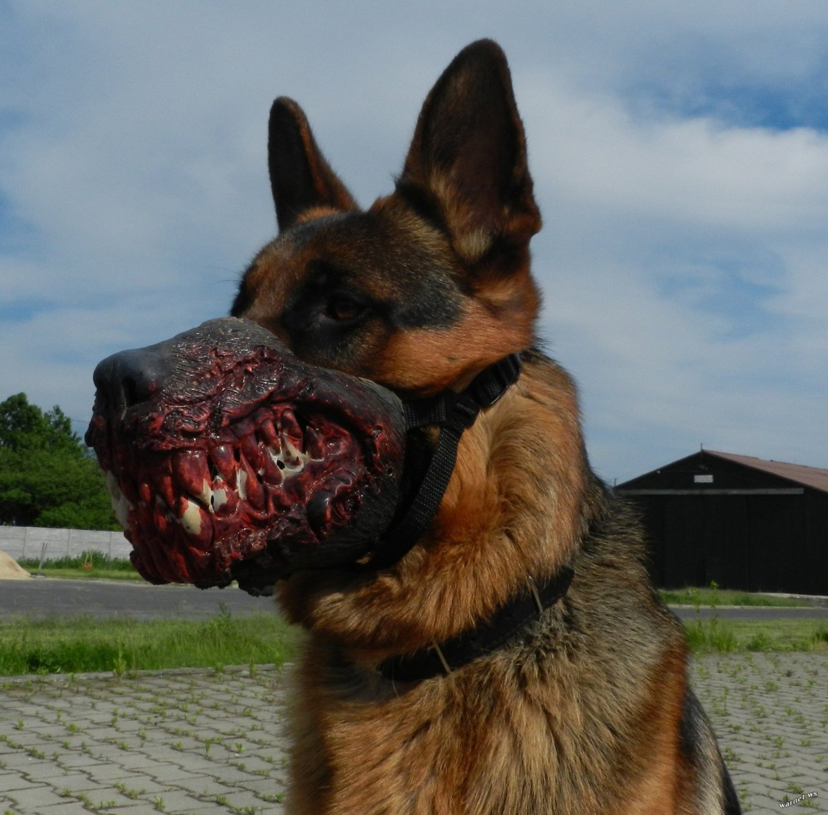 Собачья улыбка