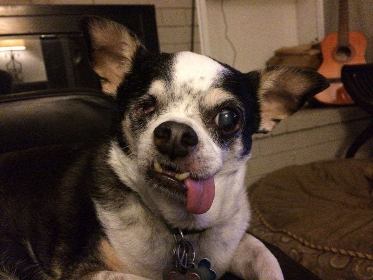 Смешные собаки