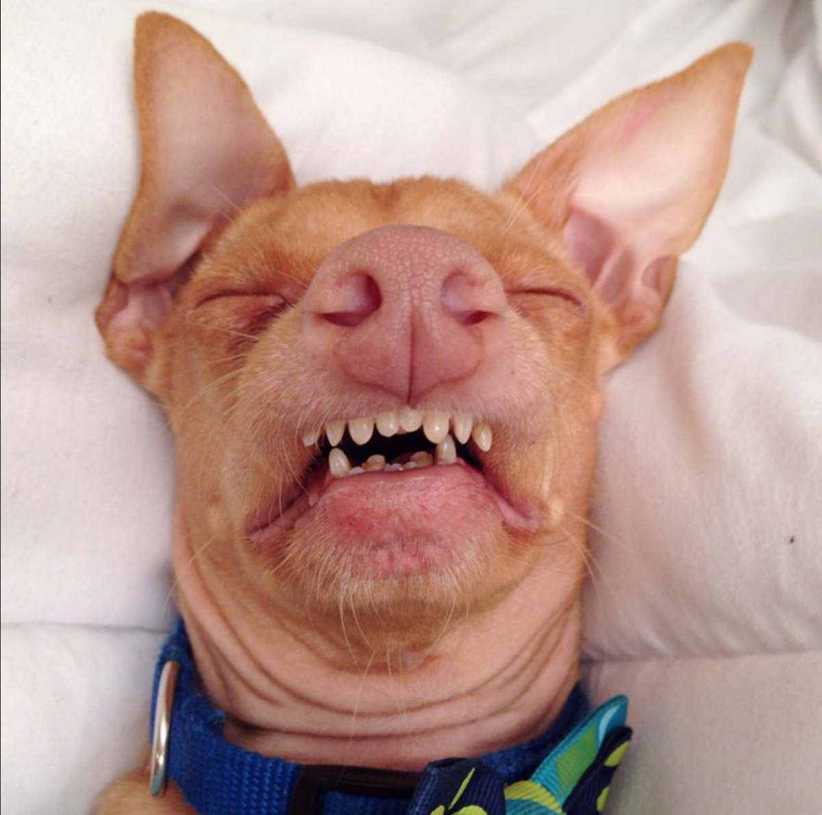 Немецкая овчарка злая