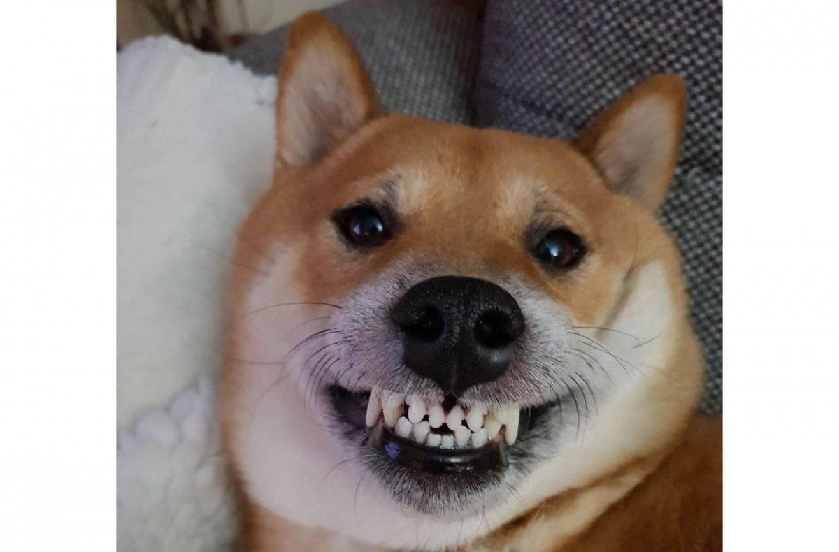 Собака улыбака страшная