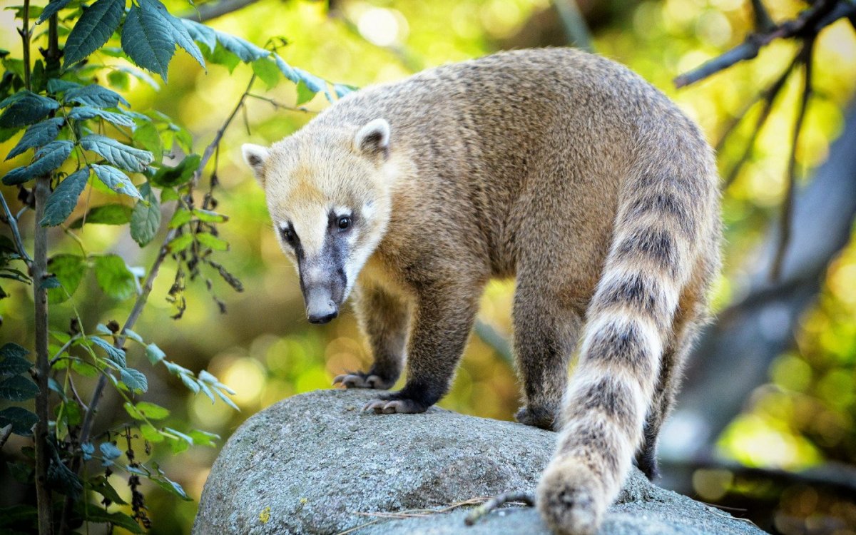 Носуха Нельсона