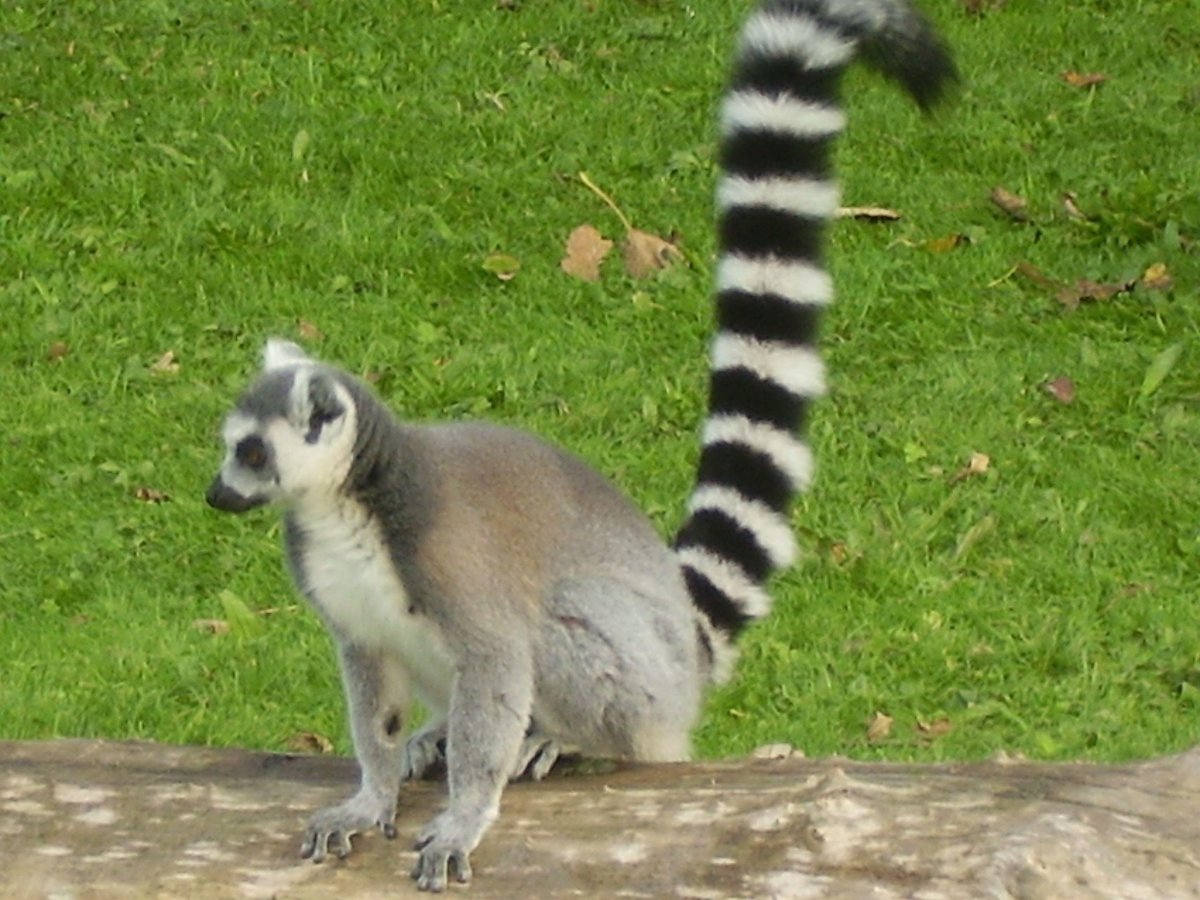 Лемур кошачий Ring-tailed Lemur