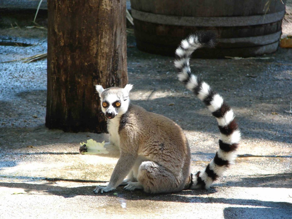 Лемур с полосатым хвостом