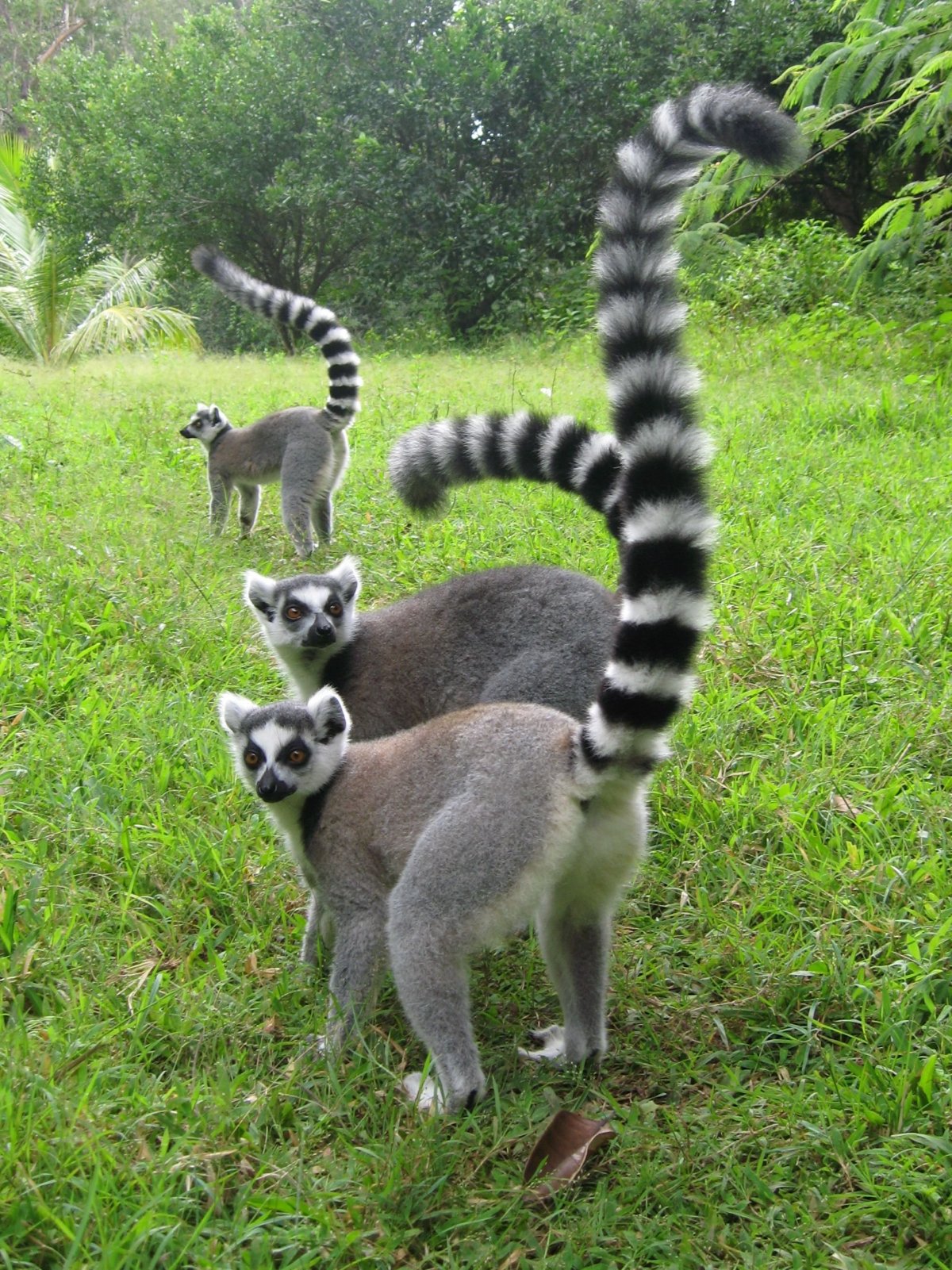 Кольцехвостый лемур