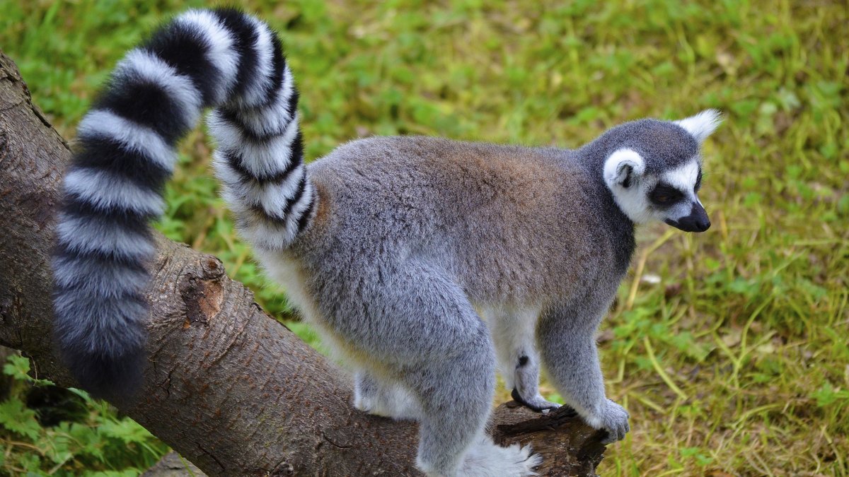 Южноафриканская носуха