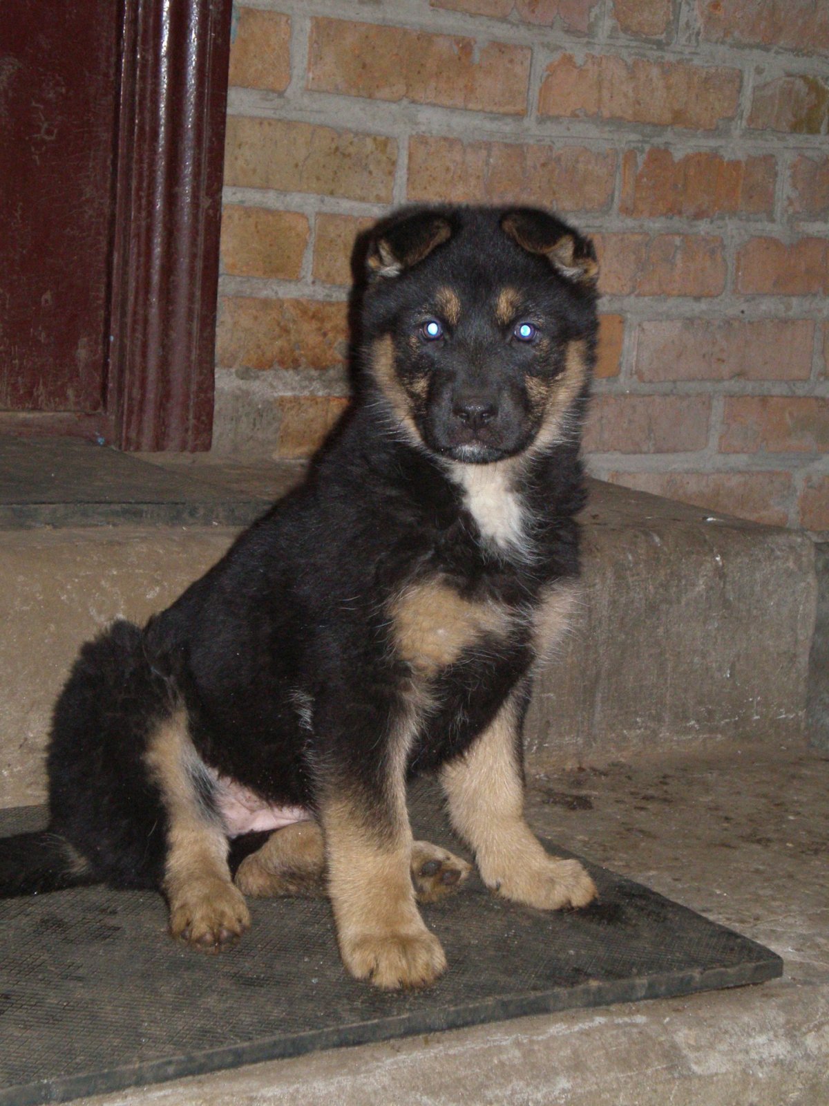 Смесь алабая и немецкой овчарки