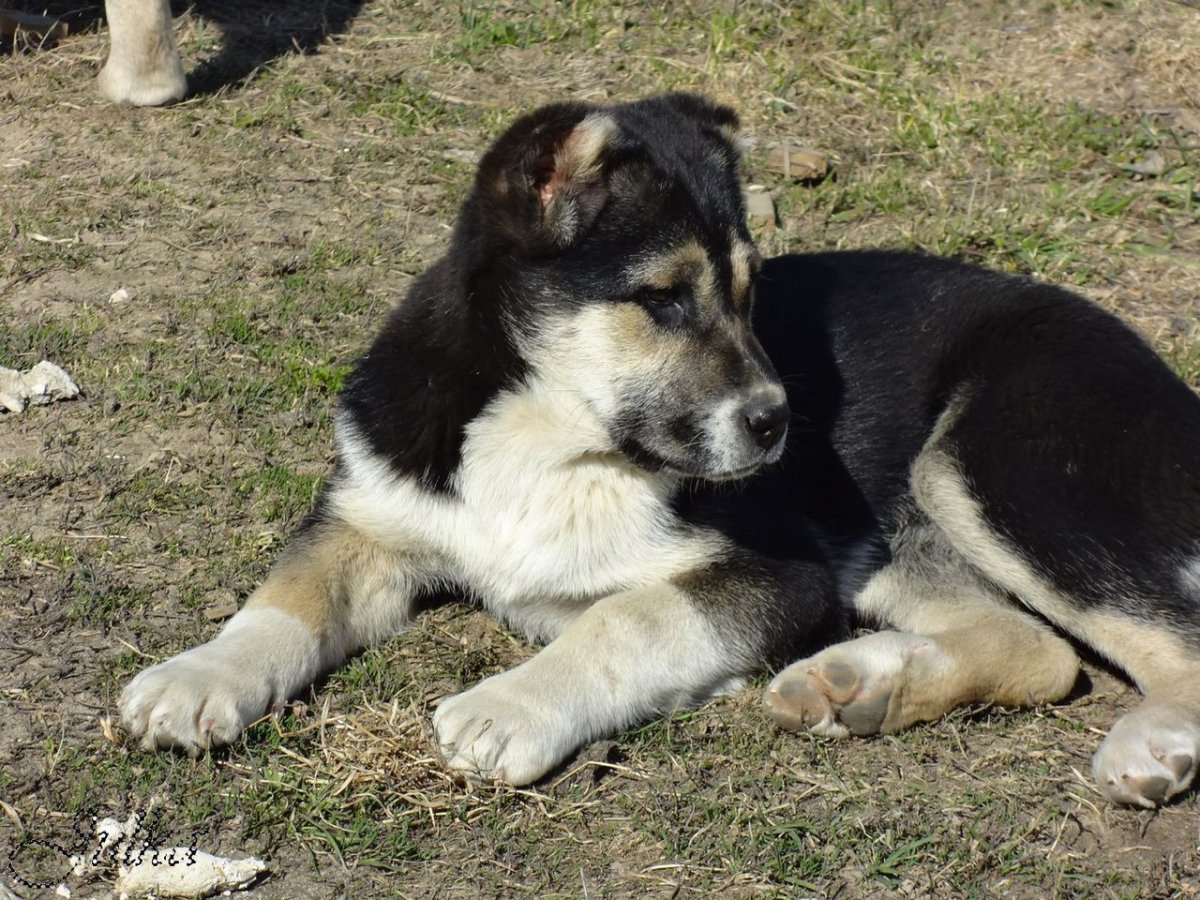 Собака метис алабая