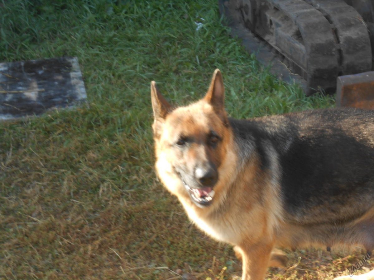 Смесь алабая и овчарки щенки