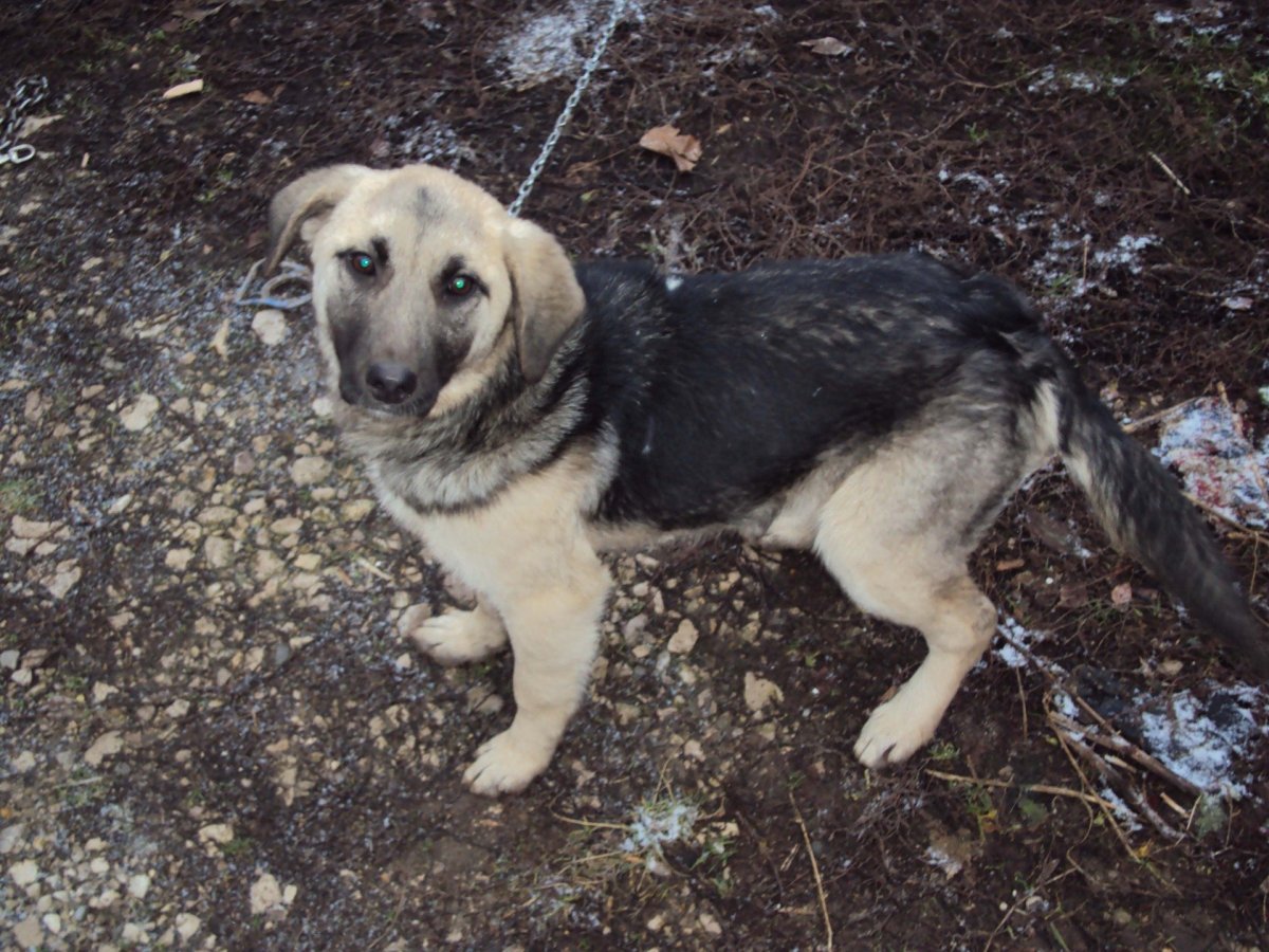 Собака метис алабая