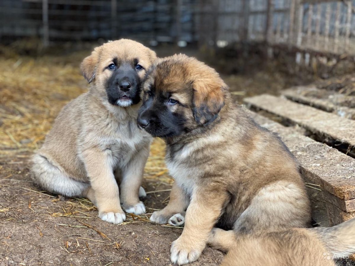 Алабай щенок