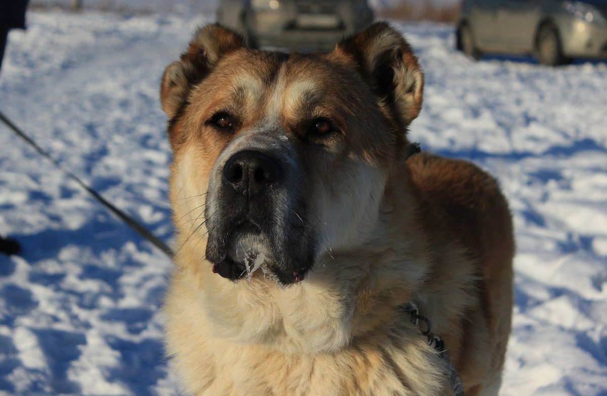 Смесь хаски и среднеазиатской овчарки