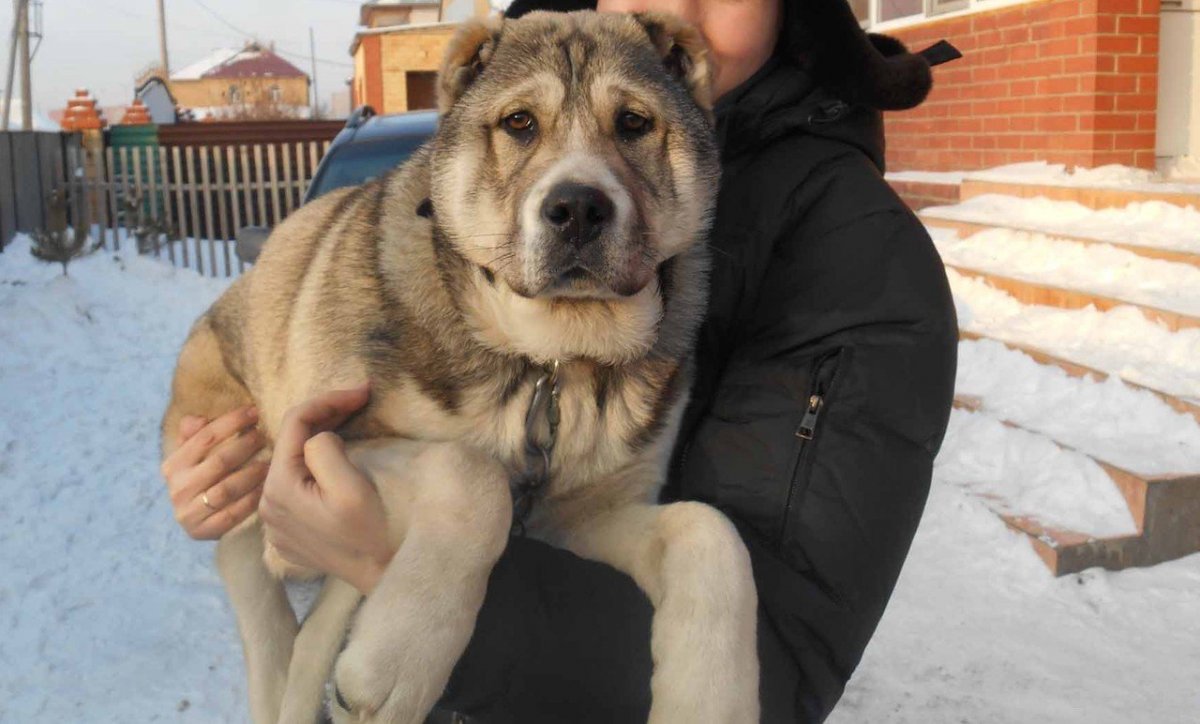 Метис овчарки и дворняги