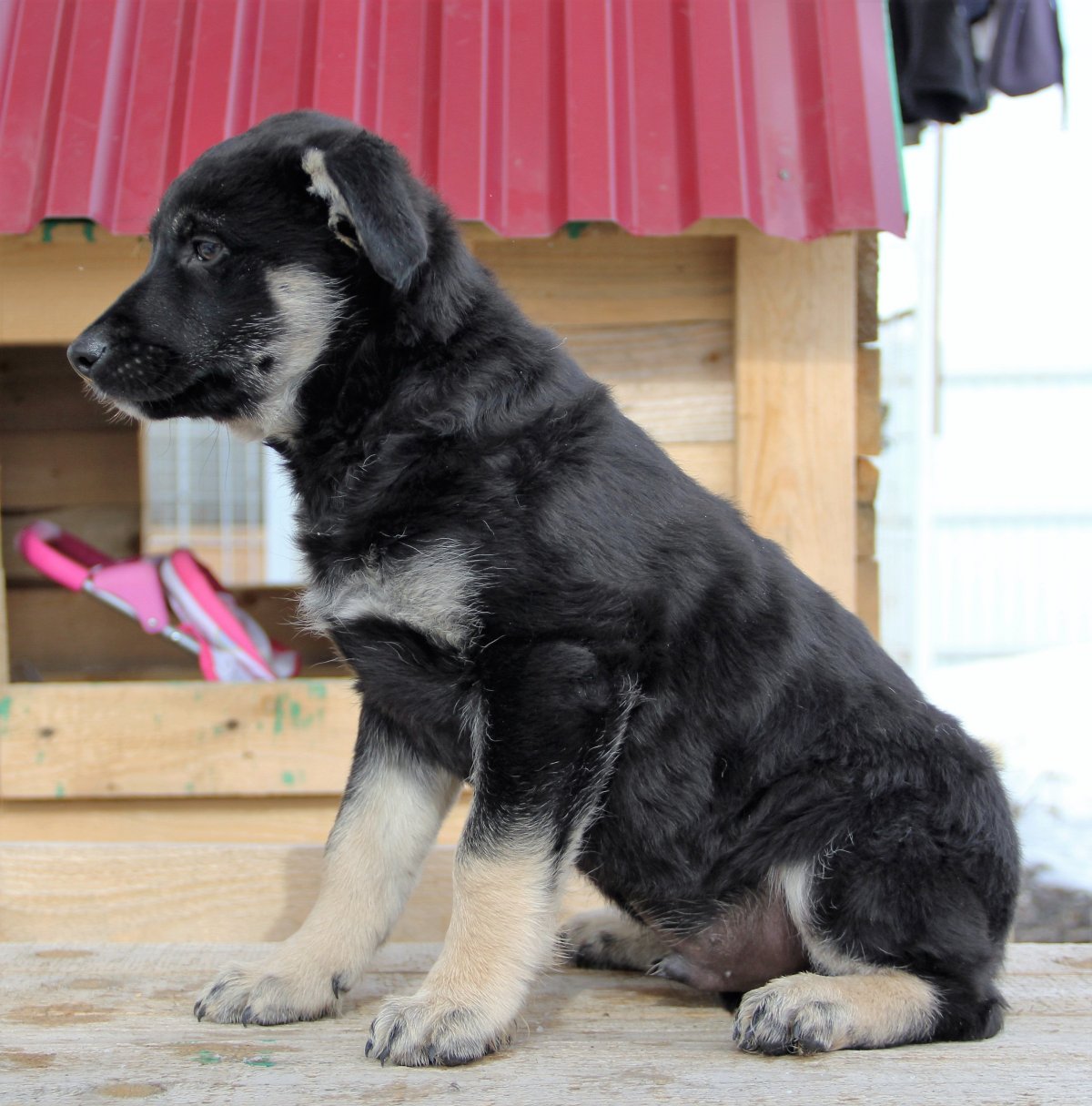 Метис хаски и алабая