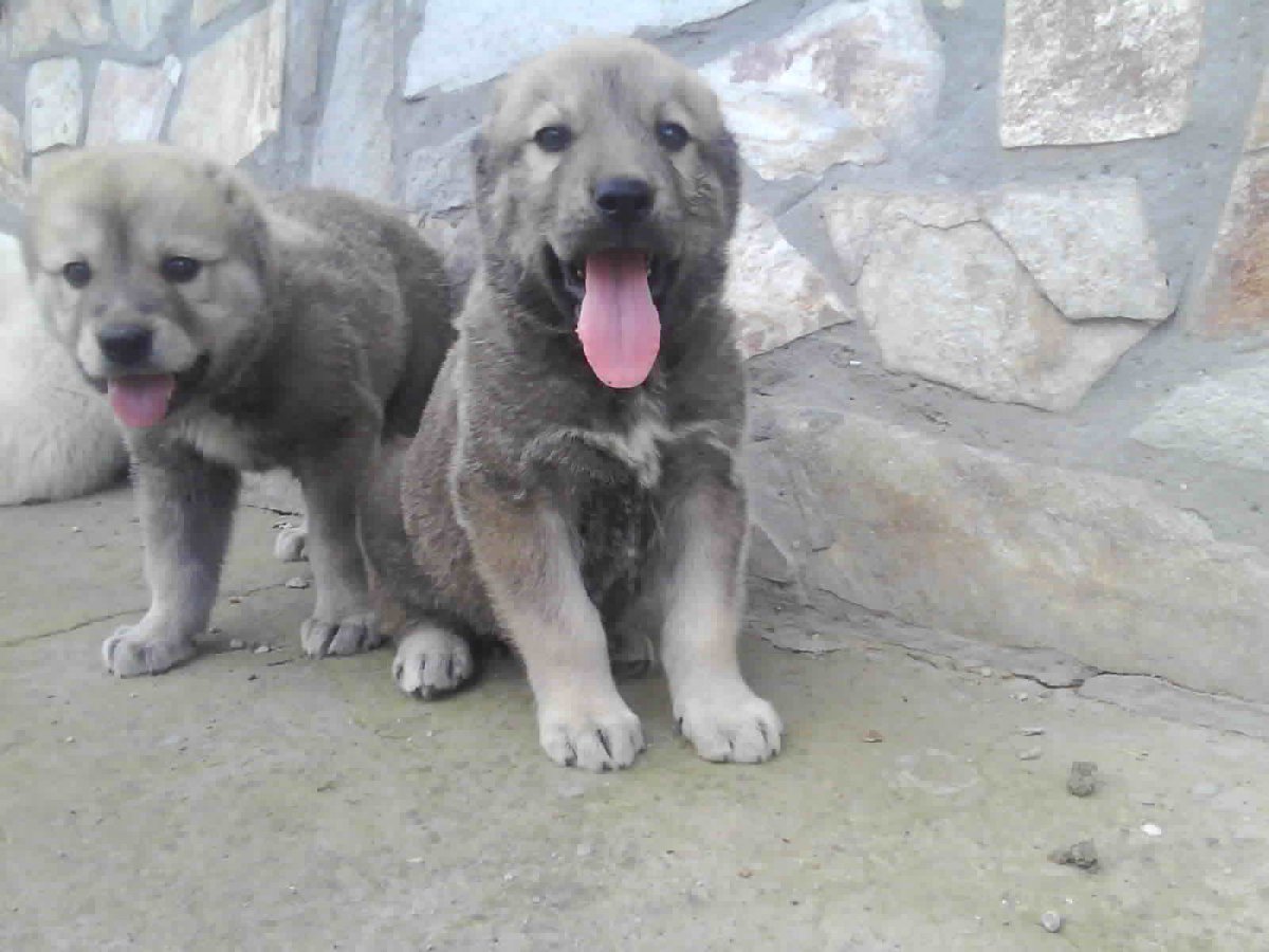 Алабай метис с овчаркой