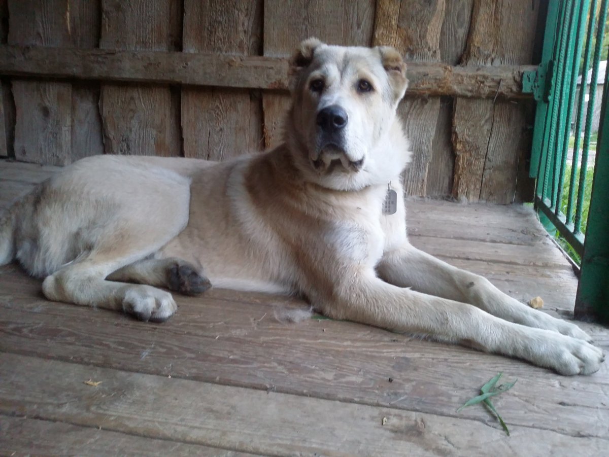 Метис овчарки и алабая