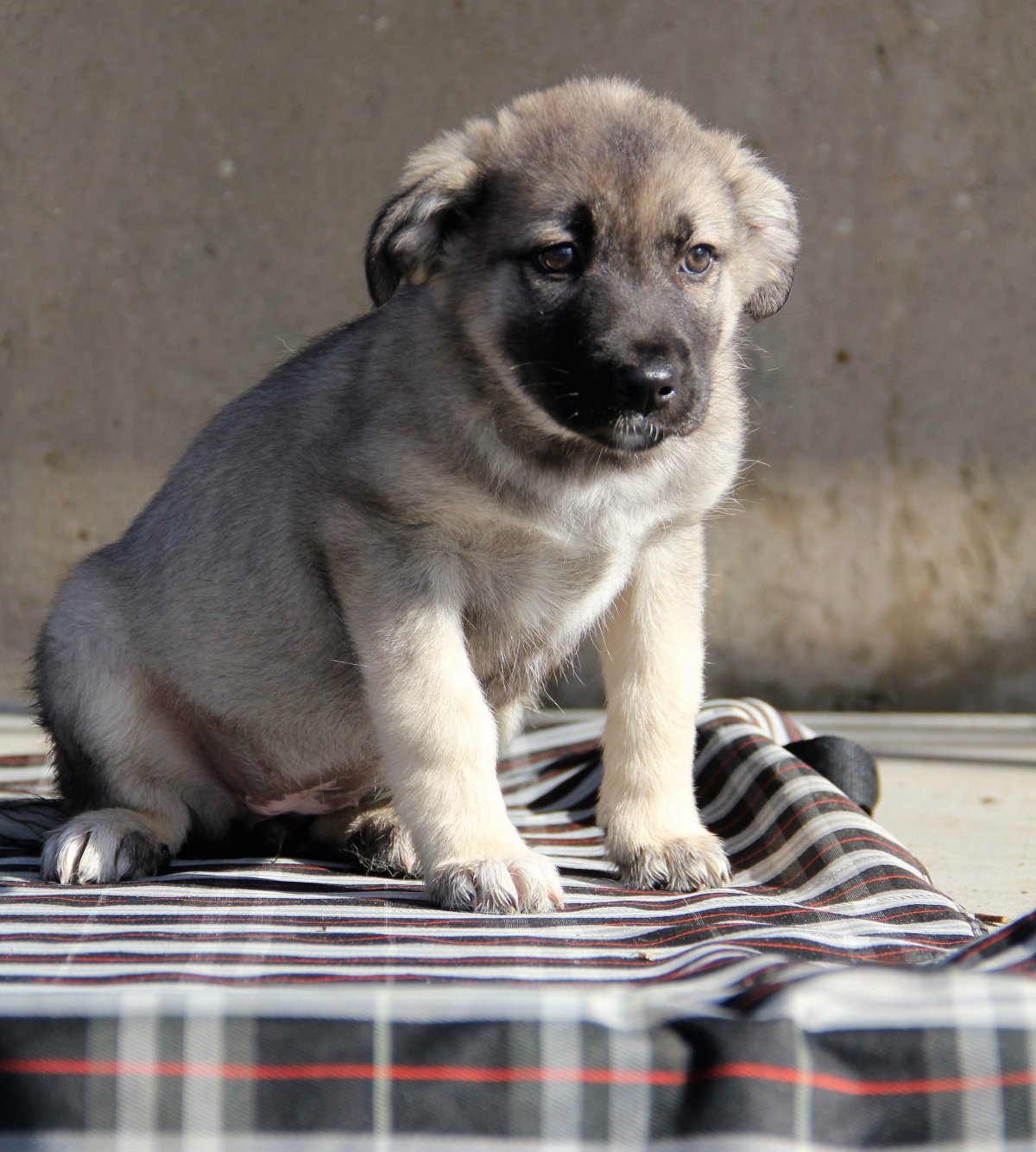 Щенок овчарки в Троицке