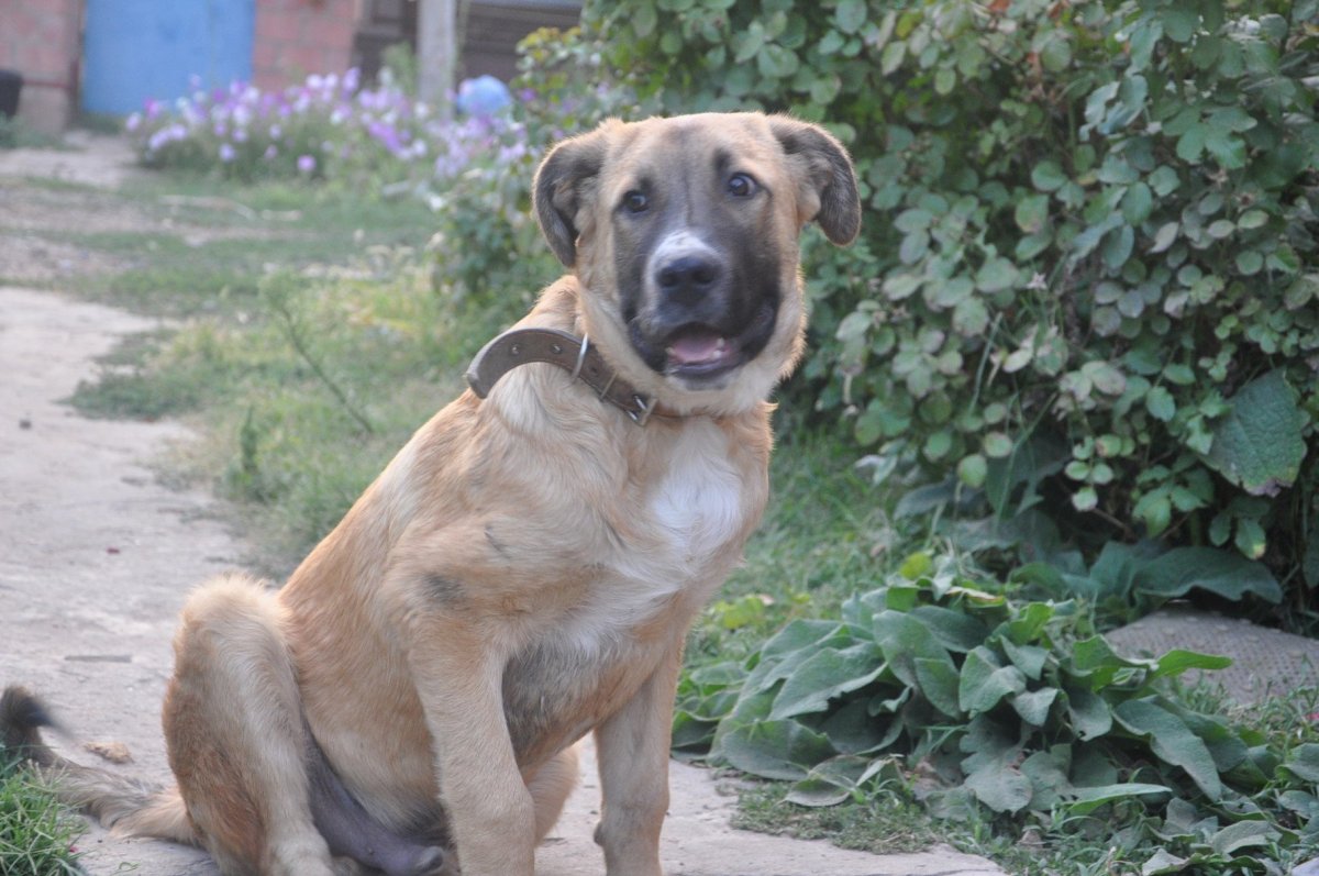 Метис Кавказская овчарка и питбуль