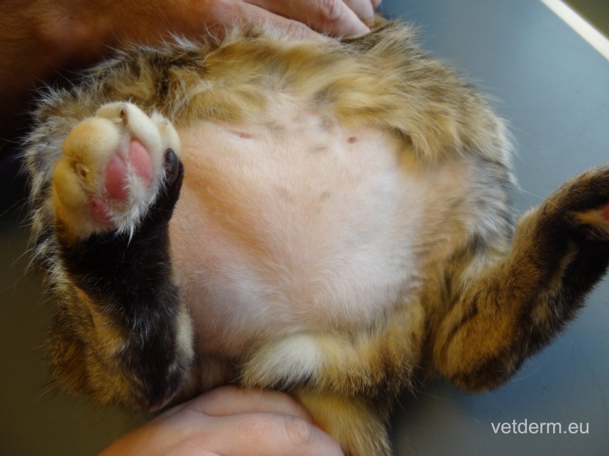 Самоиндуцированная алопеция