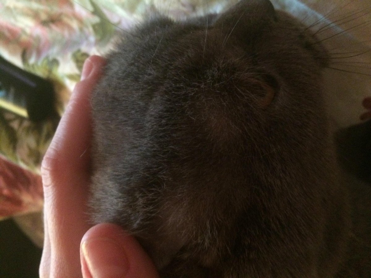 Очаговая алопеция заросла