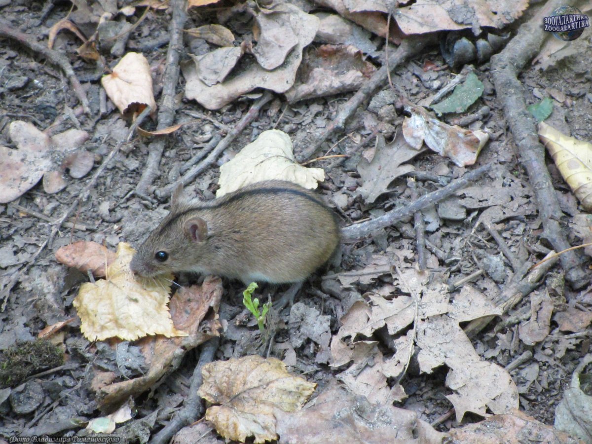 Мышь полевка черная