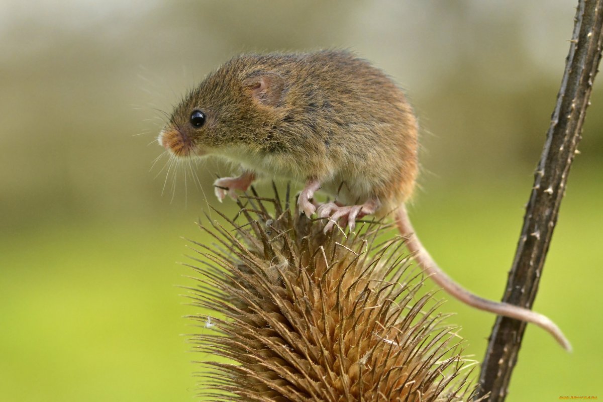 Полевая мышь Apodemus agrarius