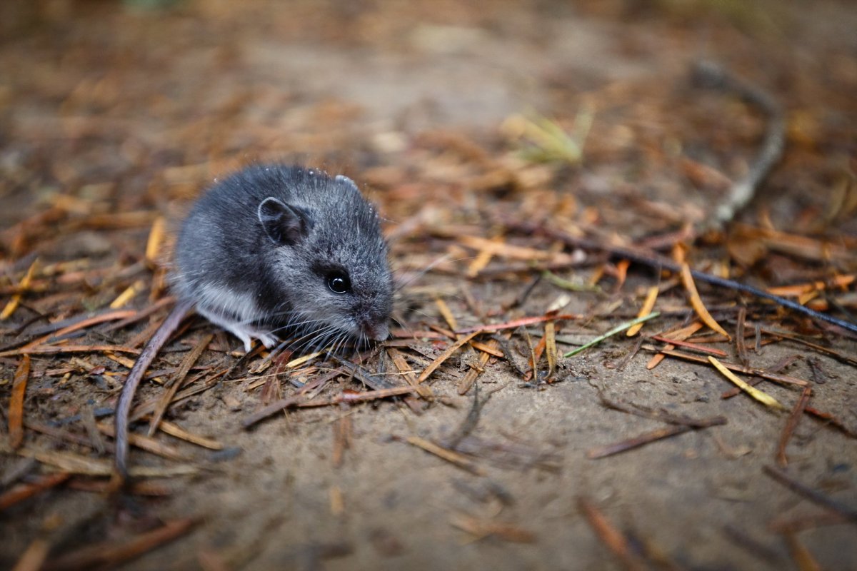 Полосатая полевка