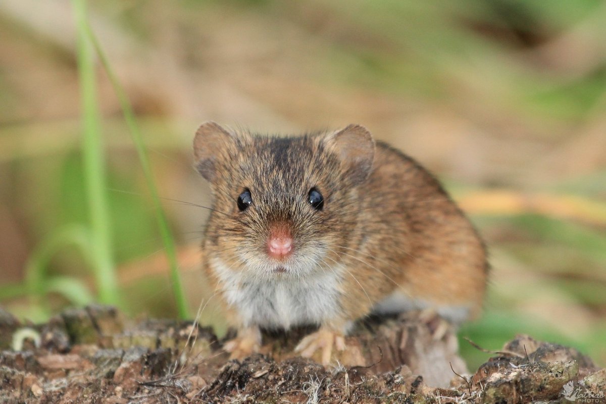 Мышка уличная