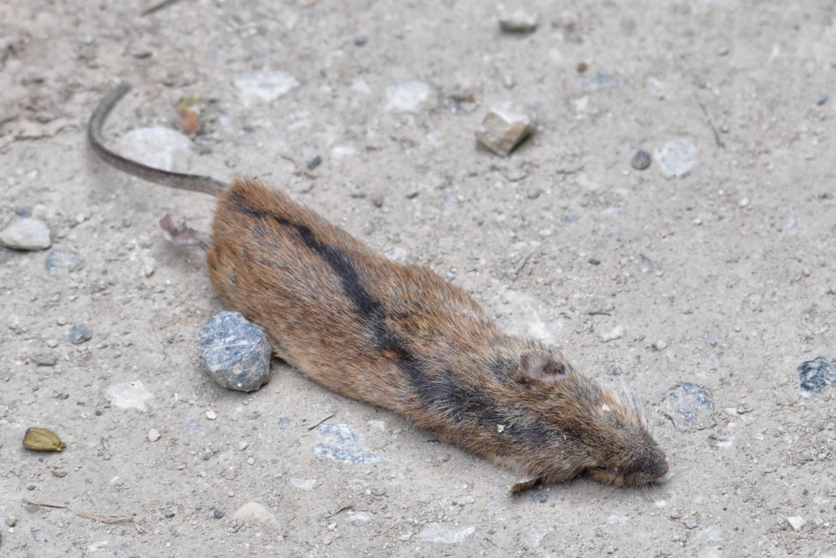 Лысая мышь полевка