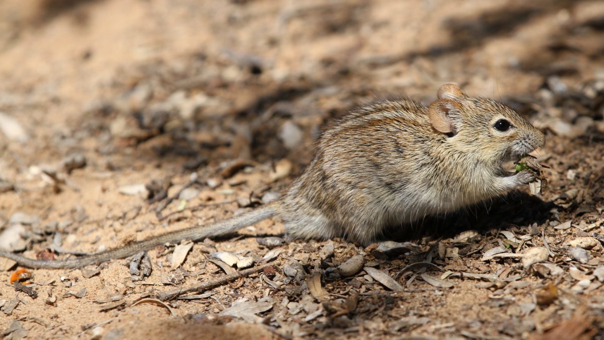 Африканская полосатая мышь