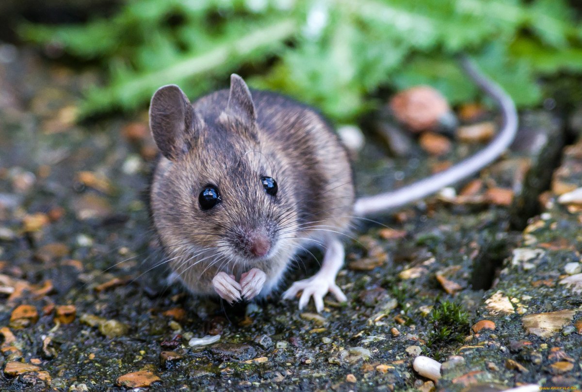 Lemniscomys striatus