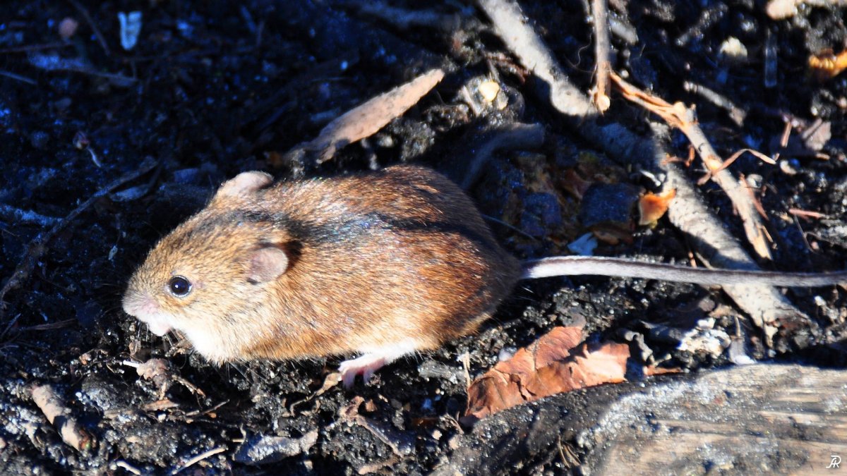 Полевая мышь Apodemus agrarius