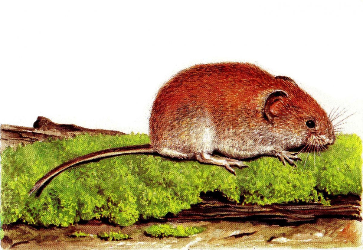 Хвост полевой мыши