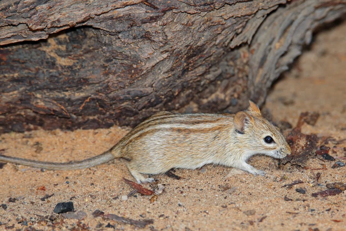 Мыши осенью