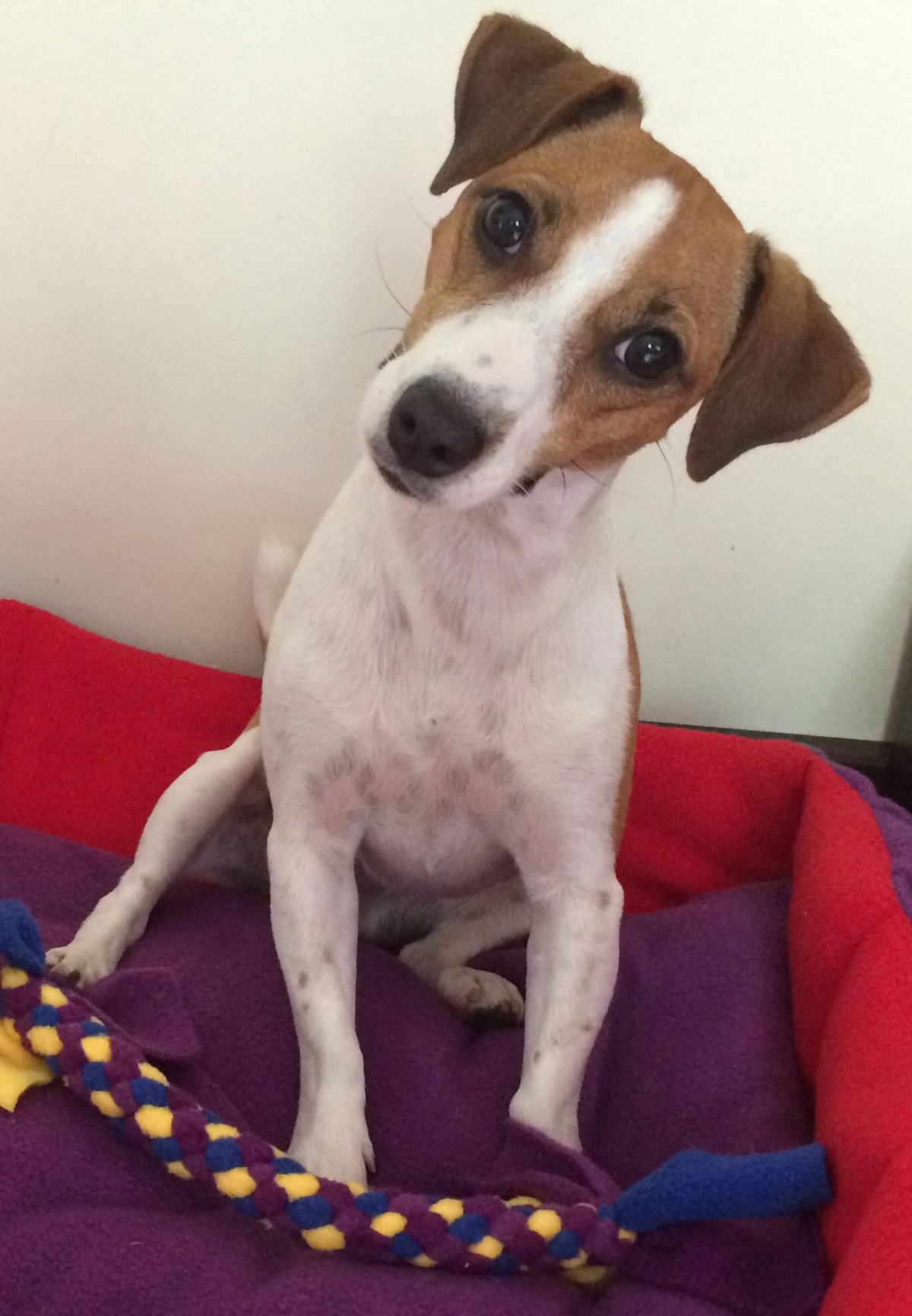 Джина собака Элли ди