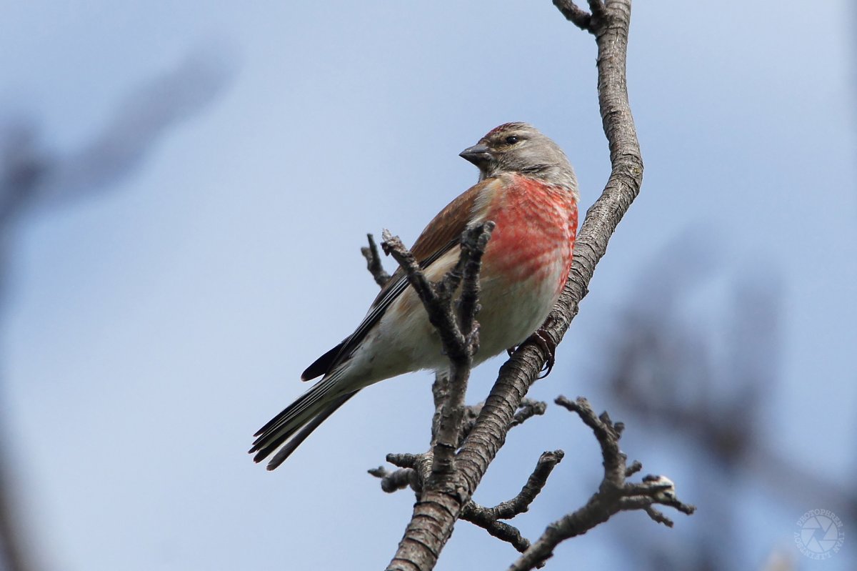 Свиристель зимующая птица