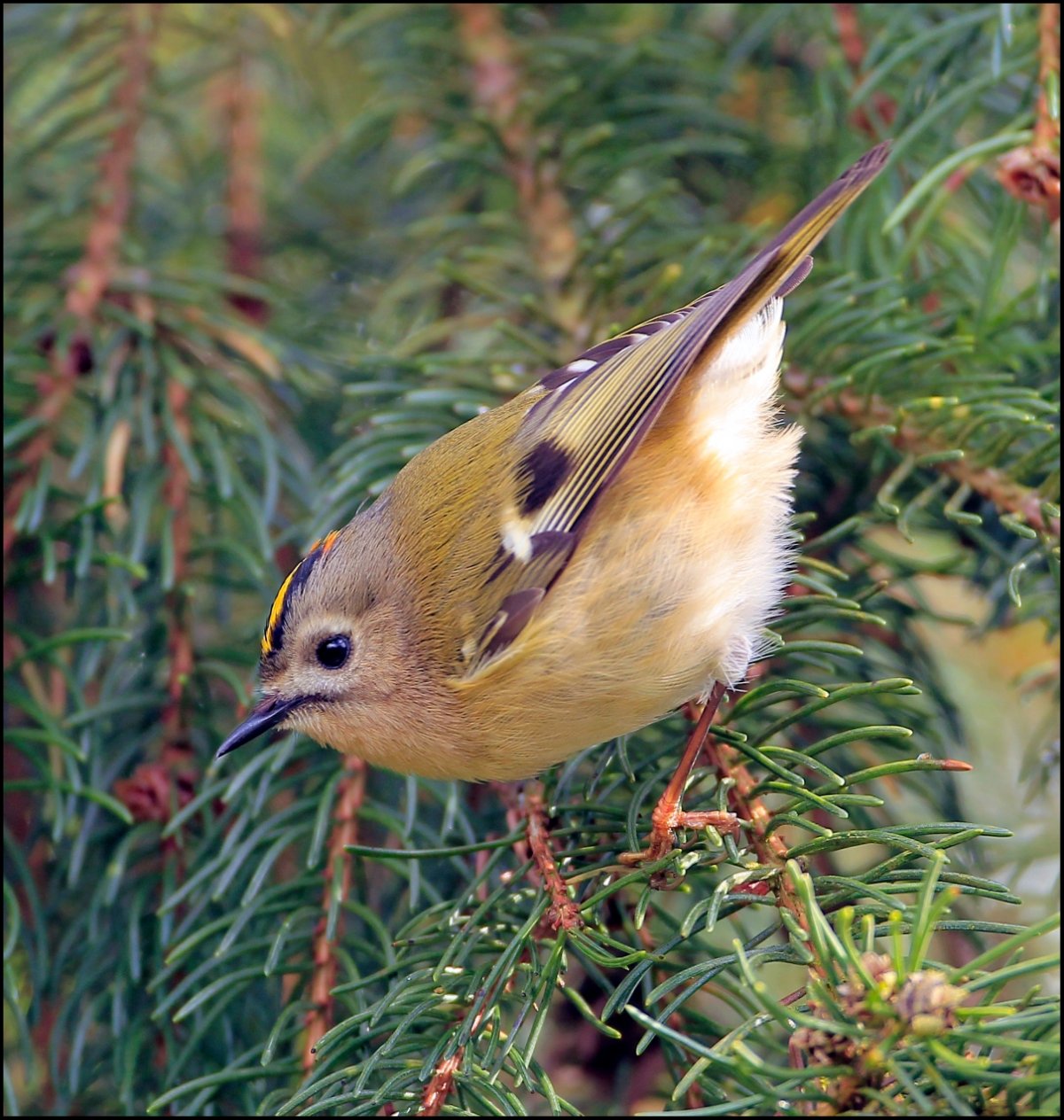 Лесные птицы Вологодской области
