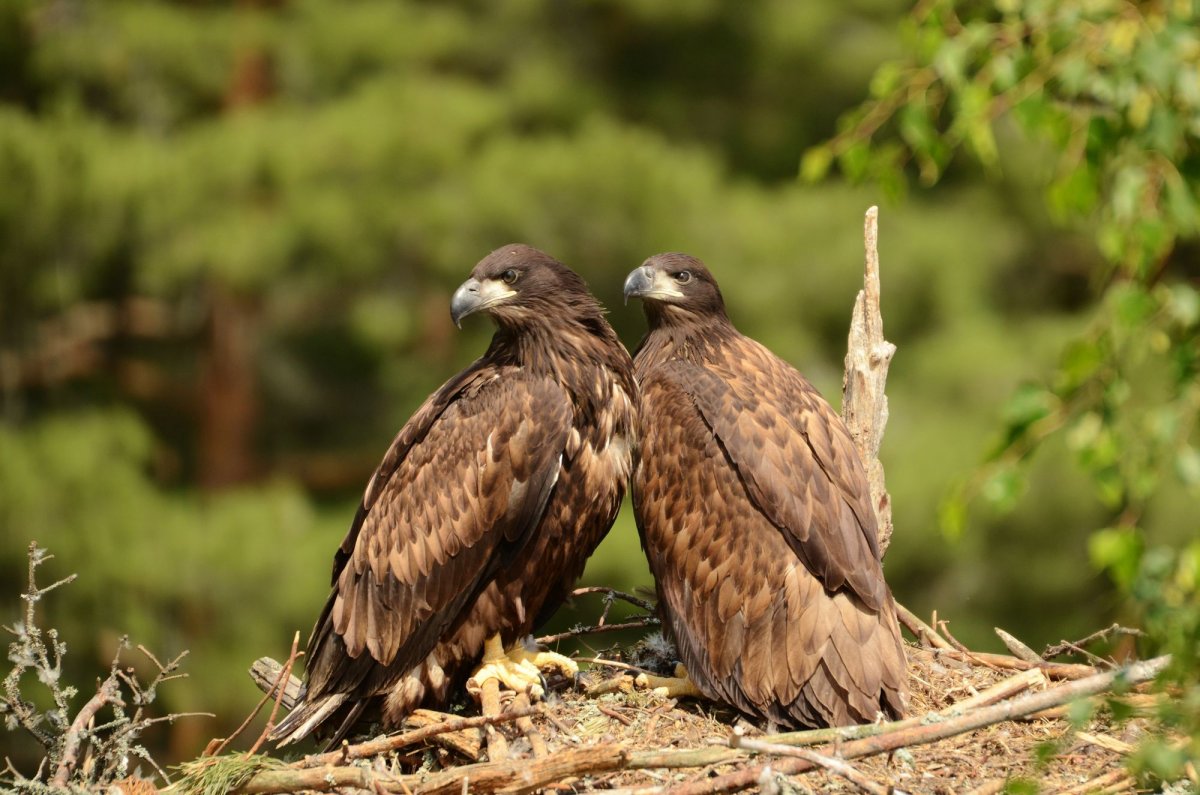 Свиристель птица зимой