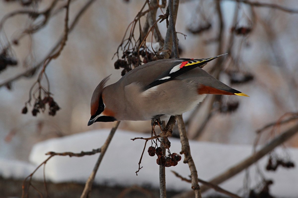 Зяблик рябинник